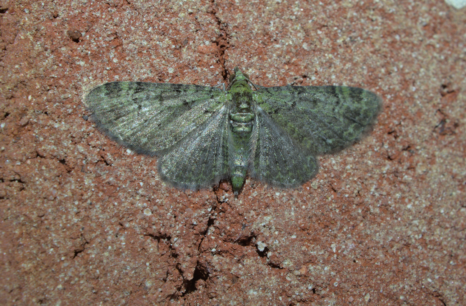 Rectangulata is a cool word_20210526.jpg
